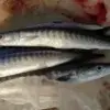 Baracuda