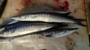 Baracuda