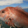 snapper