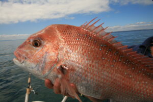 snapper